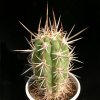 Trichocereus_chiloensis_eburneum